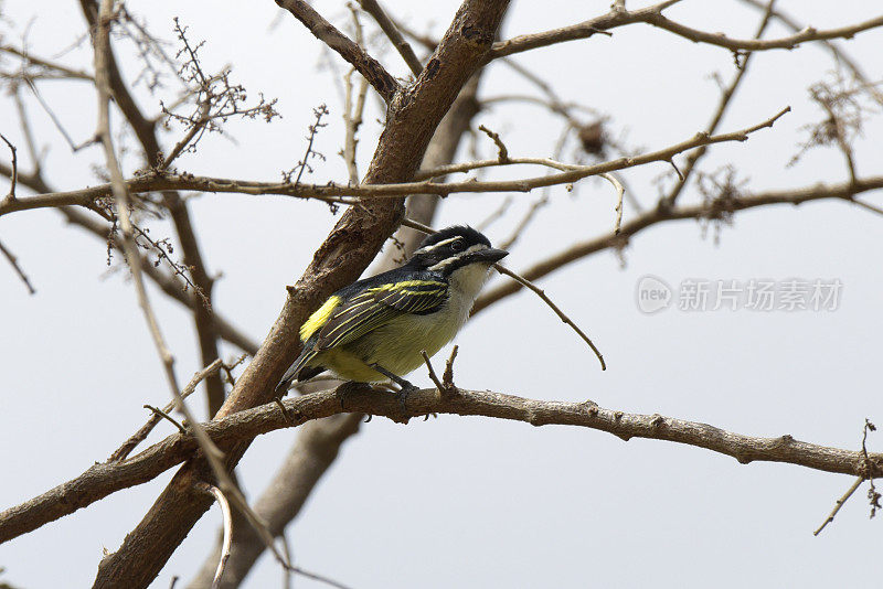 Yellow-rumped Tinkerbird